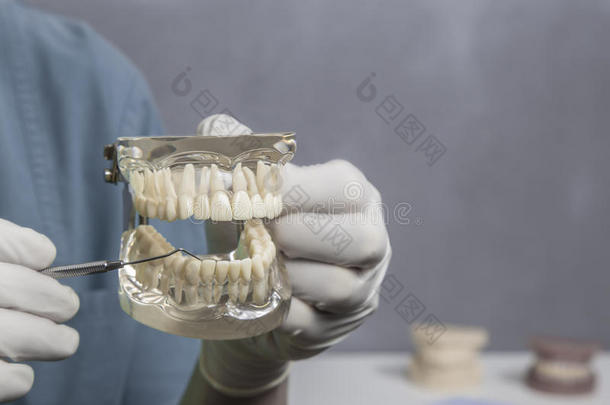 牙科清洁示范与模型