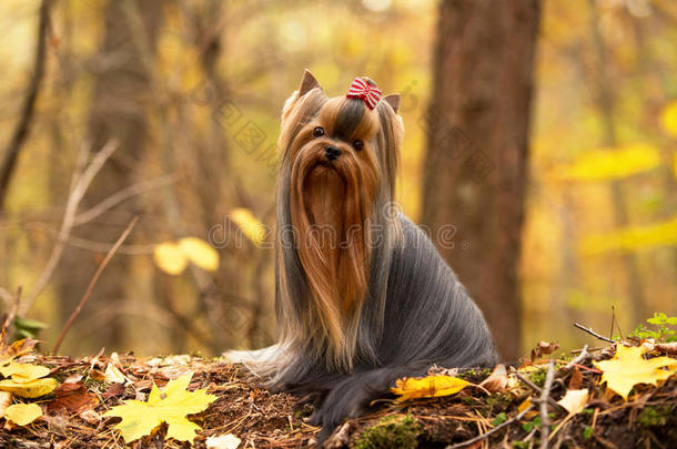 优雅的约克郡猎犬，留着长发