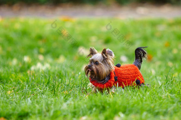 可爱的约克郡猎犬<strong>小狗</strong>在一件红色的运动衫在一片绿色的<strong>草地上</strong>奔跑