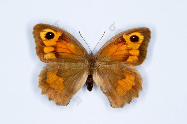 棕色的蝴蝶昆虫学家昆虫学家庭