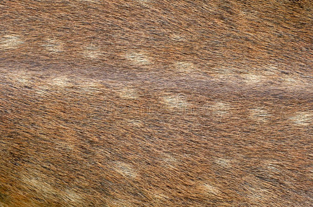 动物的棕色皮肤和皮毛。