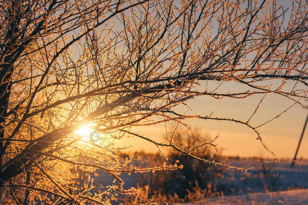 美丽的冬季自然景观。 日落穿过雪树