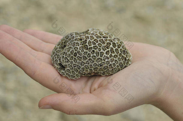 手里拿着脑珊瑚