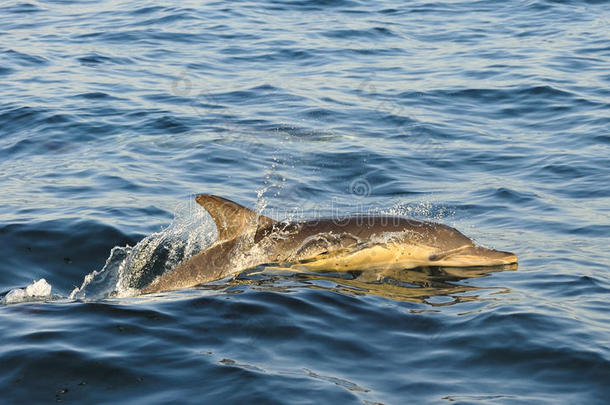 海豚，在海洋中游泳，寻找鱼