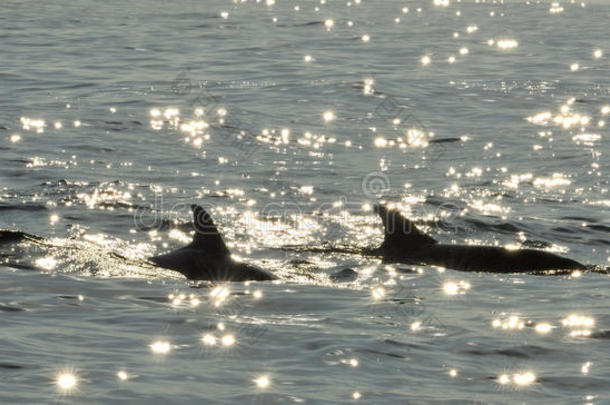 一群海豚，在海洋中游泳，寻找鱼。