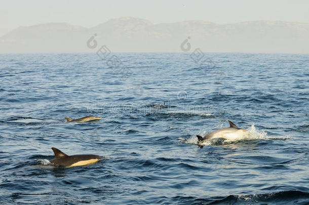 一群海豚，在海洋中游泳，寻找鱼。