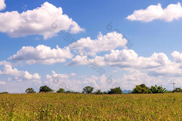 农业农村景观中的玉米田