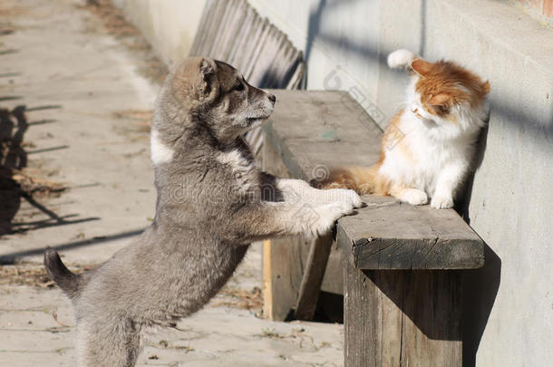 猫狗战斗友谊生姜