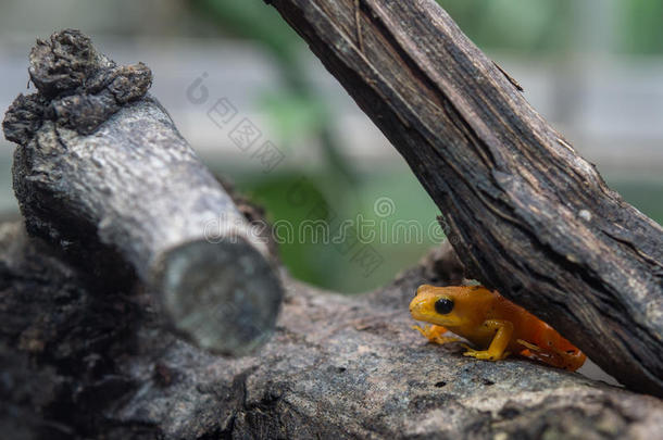 马达加斯加的金曼特拉蛙