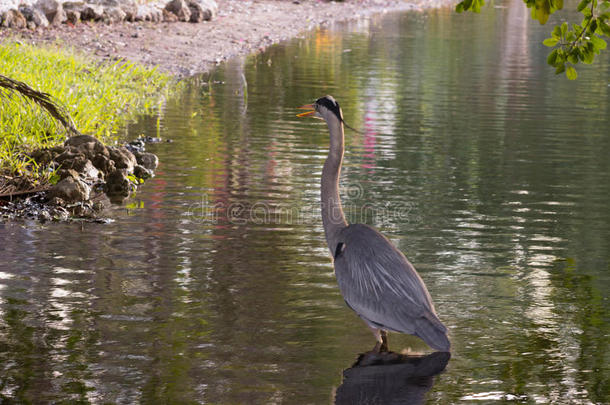 在一个<strong>刮风</strong>的日子里，蓝鹭平静地沿着池塘的河岸散步。