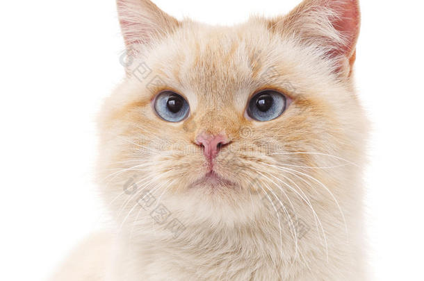 蓝眼睛的白猫。