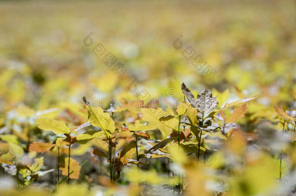 <strong>植树造林</strong>农业植物园植物学的植物学