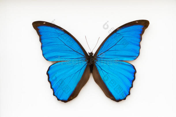 蝴蝶变形黑色和蓝色