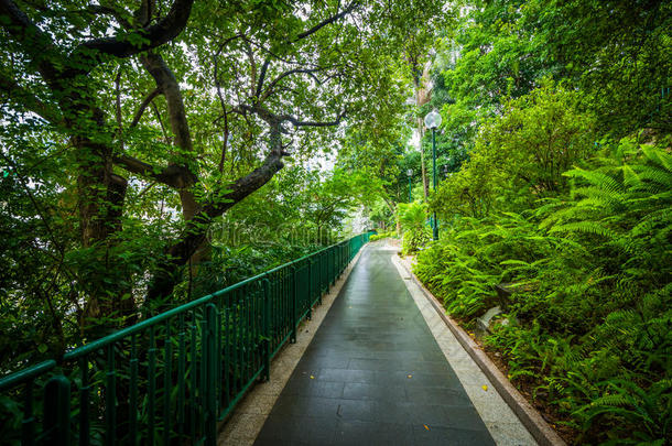 香港香港动物园和植物园沿走道的蕨类植物和树木。