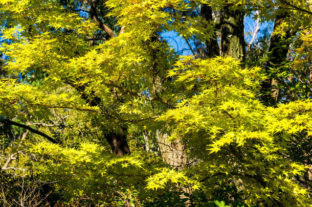 秋天的日本枫树，叶子黄