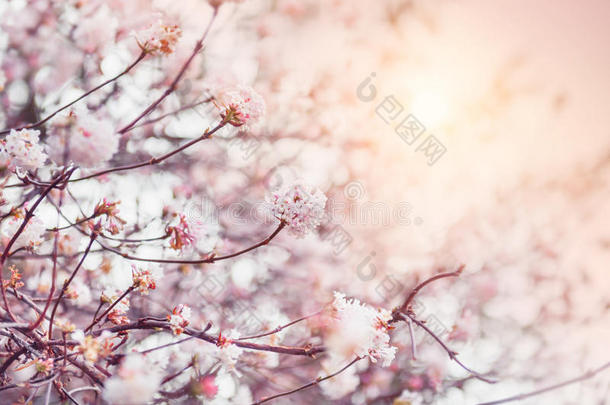 早晨<strong>阳光下</strong>盛开的粉红色花朵的树