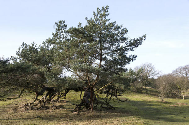 阿姆斯特丹<strong>全轮驱动</strong>蓝色杜英比冷杉