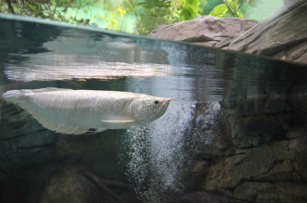 动物水族馆水生的金龙鱼亚洲