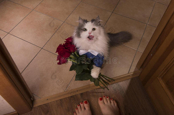 猫把玫瑰作为礼物送给他妈妈