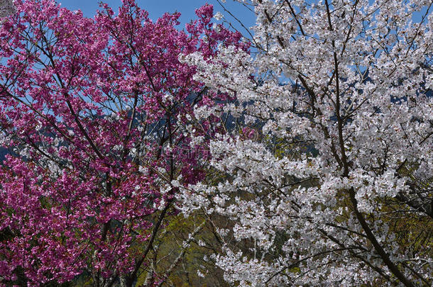 盛开的樱花白色和粉红色，春天在日本京都。