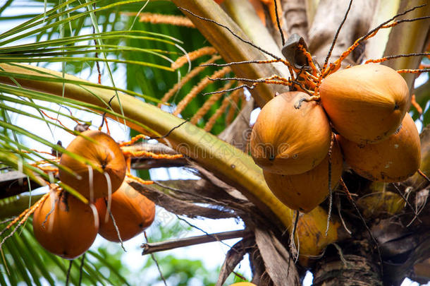 椰子树有椰子水果