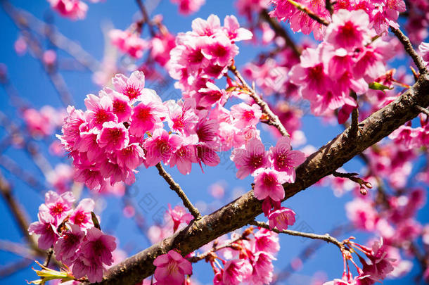 樱花樱花，樱花，粉红花，蓝天在清迈，t