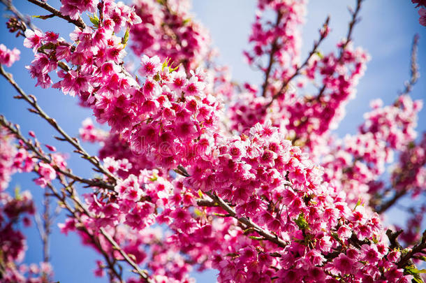 樱花樱花，樱花，<strong>粉红花</strong>，蓝天在清迈，t