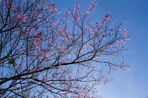 樱花樱花，樱花，粉红花，蓝天在清迈，t