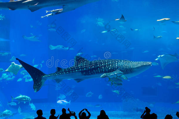 幻想中的巨型鲸鲨
