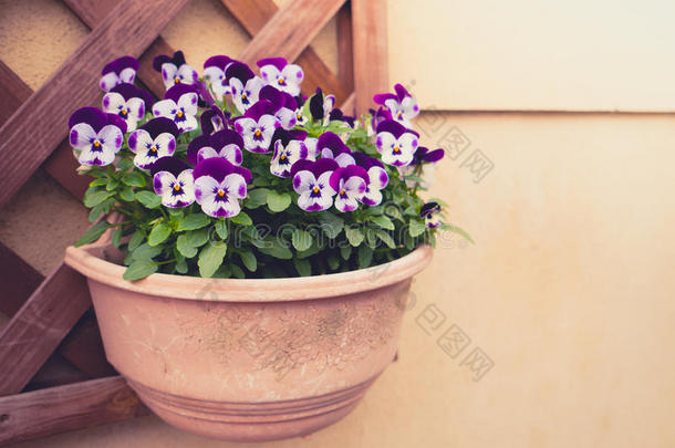 美丽的紫色花(过滤图像处理复古效果。 )