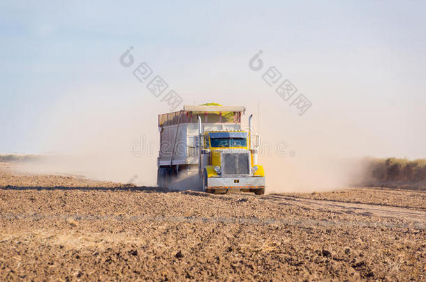 谷物卡车穿过裁剪的田野，留下了灰尘。