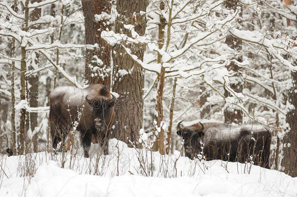 欧洲野牛<strong>家族</strong>在奥洛夫斯科耶坡的冬天躲在<strong>树</strong>林里