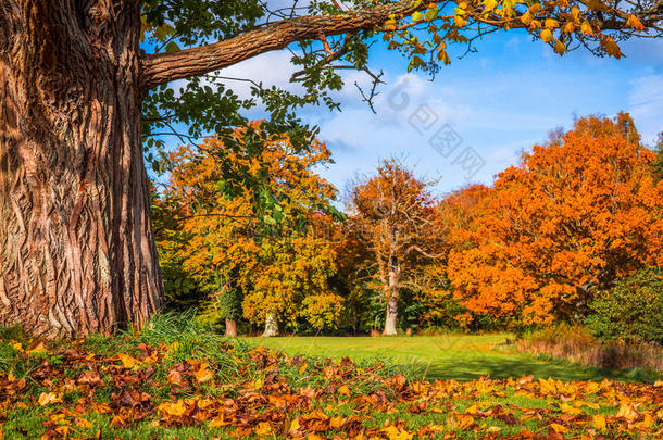 秋天的叶子在一棵大树下