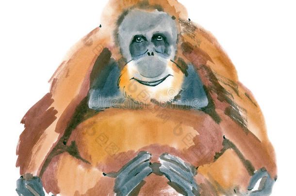 水彩猴子插画