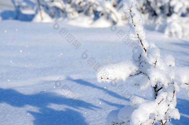 冬天雪下一棵树的小苗