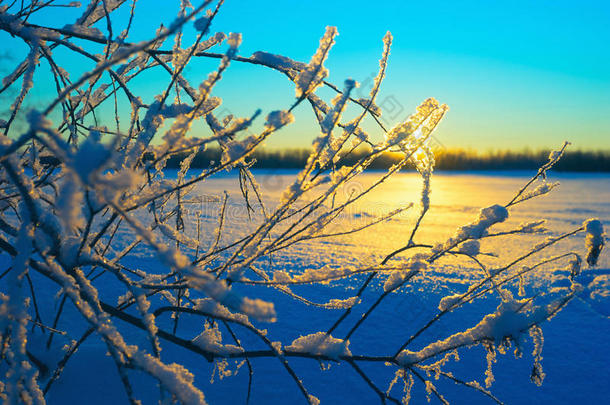 日落时霜冻冬天的树枝。