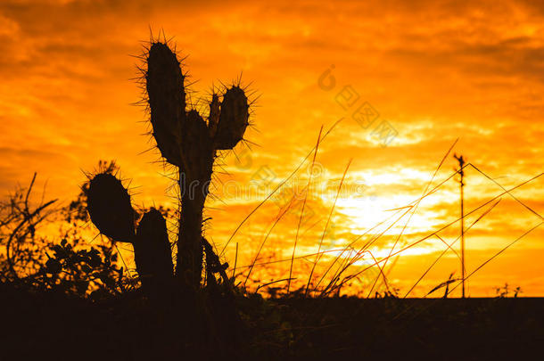 龙舌兰阿帕奇亚利桑那州美丽的仙人掌