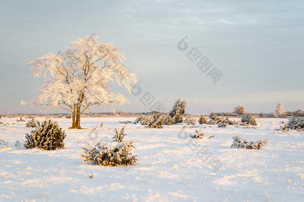 在第一个早晨的阳光下，结霜的孤独树