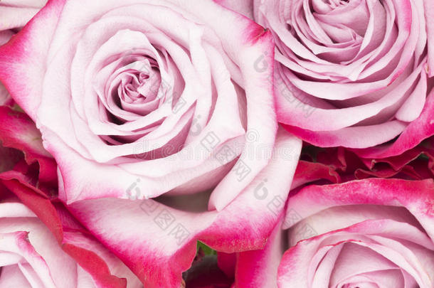 美丽<strong>芬芳</strong>的花朵粉红色的玫瑰