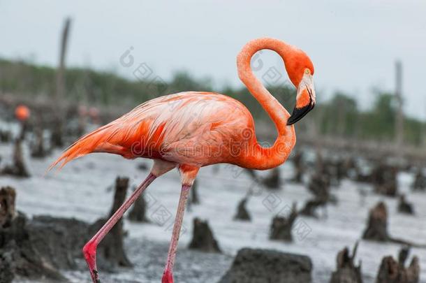 美国火烈鸟或加勒比火烈鸟(PhoenicopterusRuberRuber)