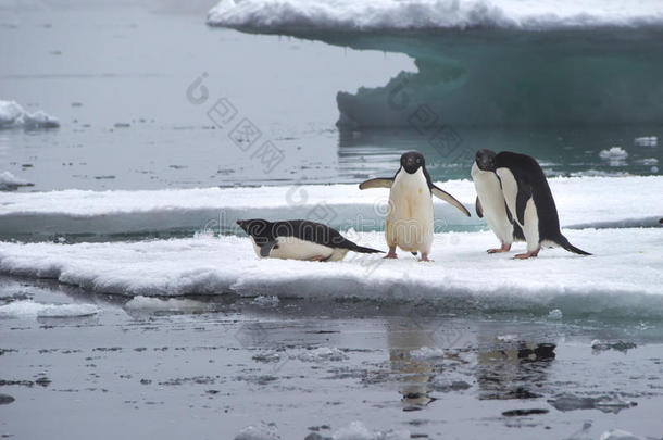 南极洲浮冰上的阿德利企鹅