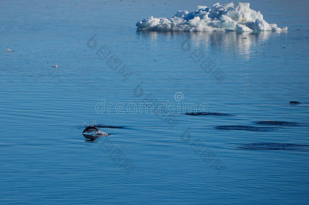 阿德利企鹅在南极游泳和潜水