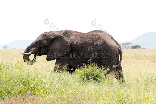 一头大象