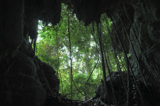 原始森林的洞穴