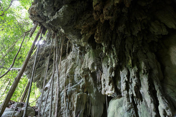 原始森林的洞穴