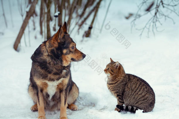 狗和猫坐在雪地里