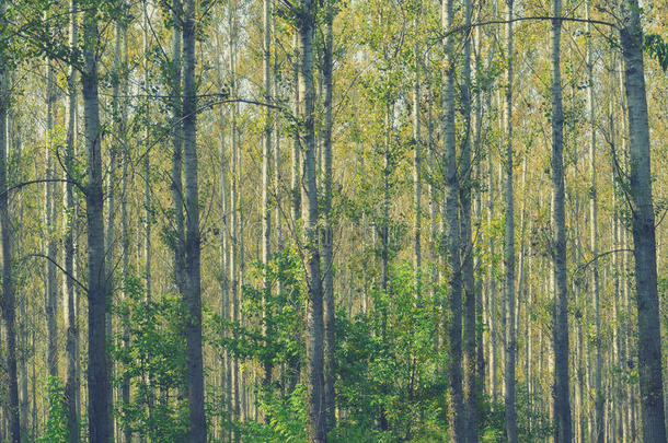桦树林的细节，在夏末