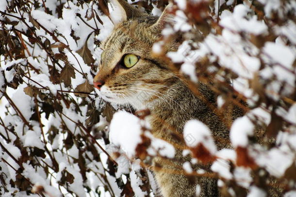 动物秋<strong>天猫</strong>奶牛白天