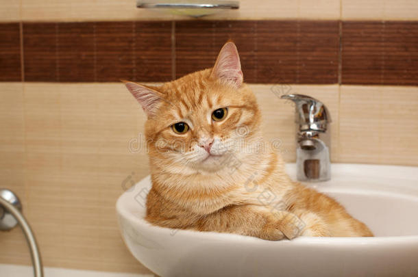 大猫躺在水槽里