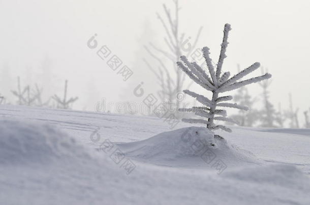 独自小雪云杉在冬季景观